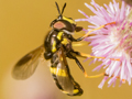 Chrysotoxum bicinctum